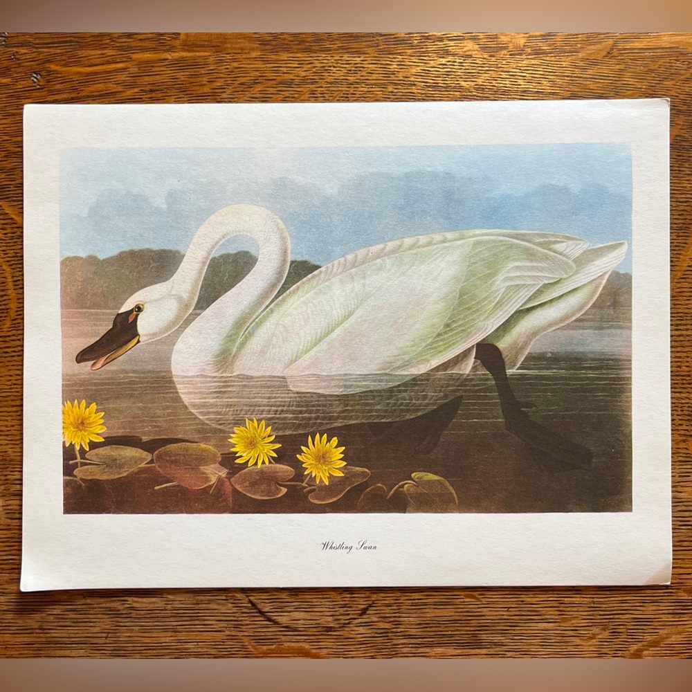 Vintage Birds of America Lithograph Print, Whistling Swan